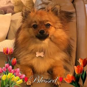 Meet your Posher, Marion